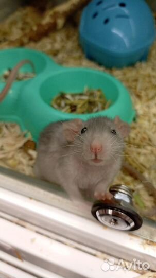 Крыса дамбо