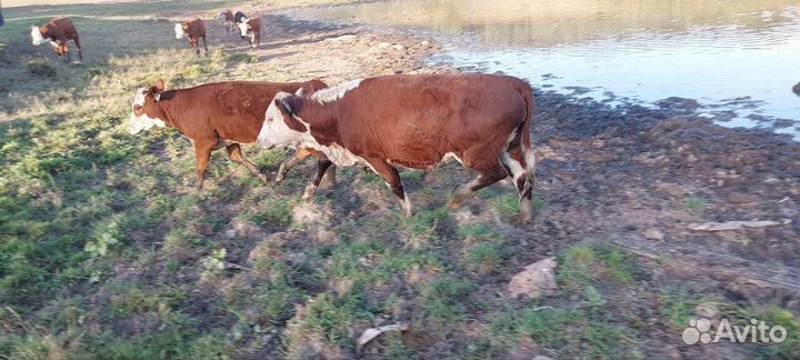 Нетели (Герефорды)