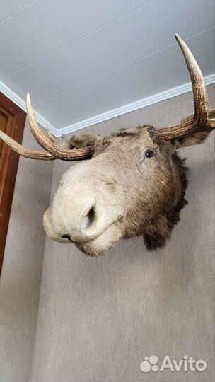 Чучело головы лося