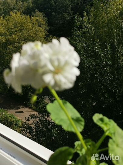 Герань пеларгония