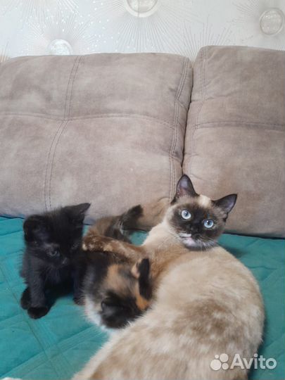 Котята в добрые руки