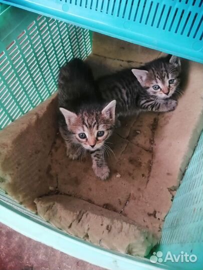 Вислоухие котята