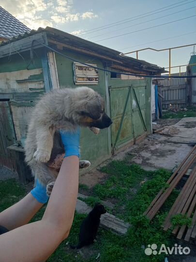Кутята в добрые руки