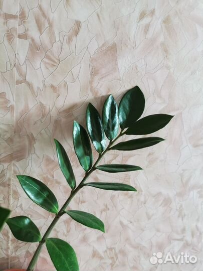 Замиокулькас ланцетовидный