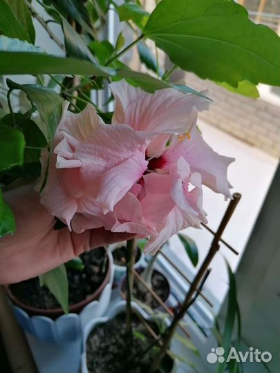 Гибискус китайская роза