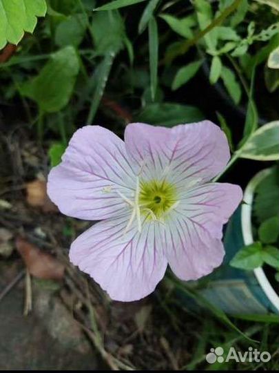 Энотера желтая