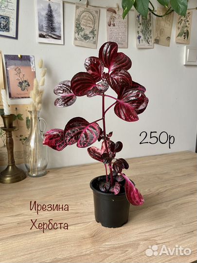 Комнатные цветы Ч2, аспарагус, пилея, панданус