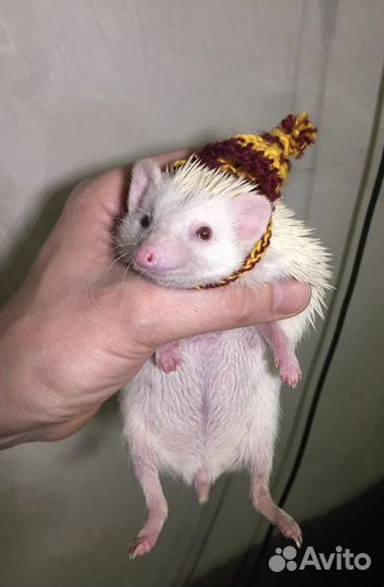 Африканские ежи