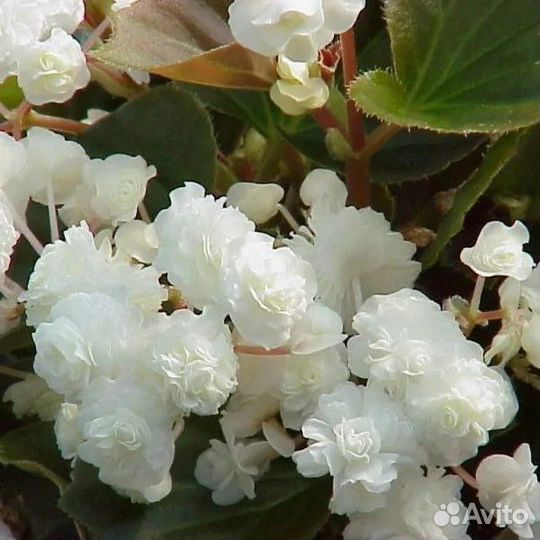 Бегония вечноцветущая махровая