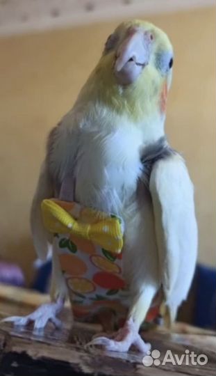 Подгузник попугаю