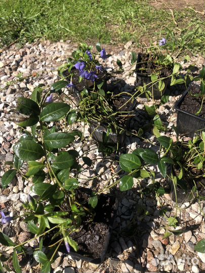 Барвинок деленки