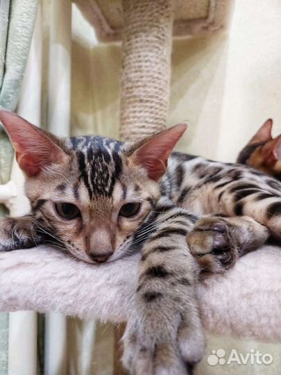 Бенгальский кот