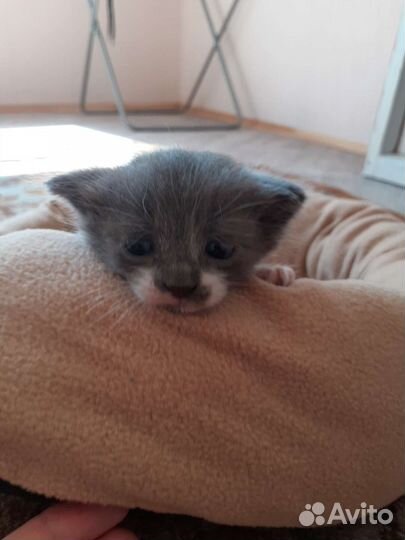 Котенок мальчик
