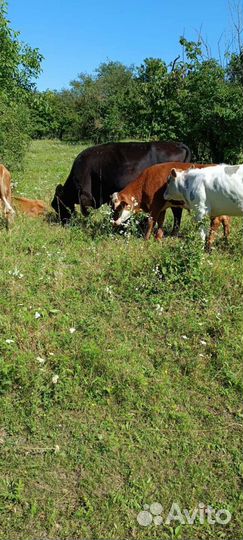 Бычки и телята