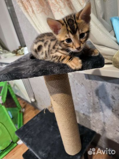 Бенгальские котята