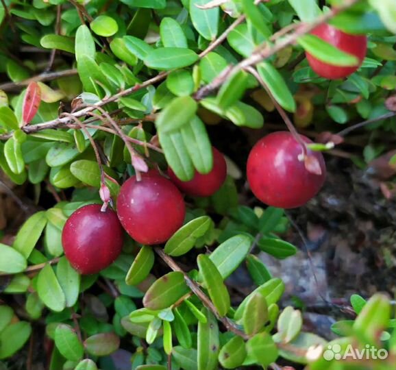 Саженцы садовой клюквы