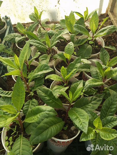 Джинура листья бога