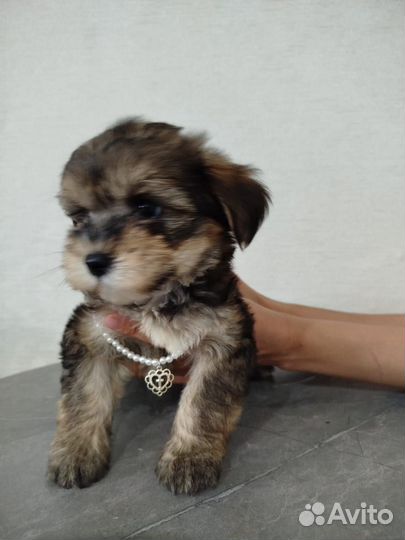 Щеночек болонки девочка