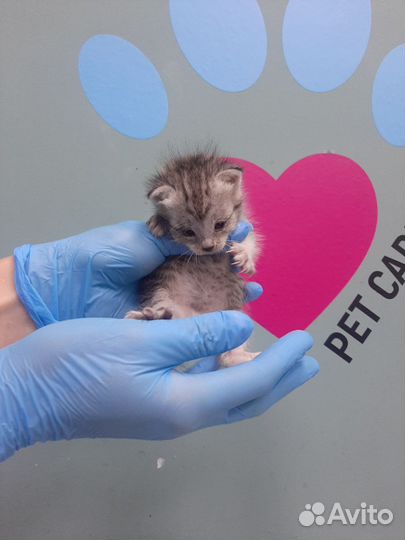 Работа ветеринарный врач