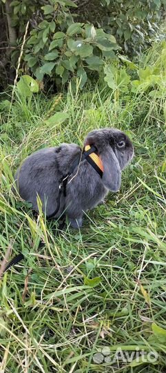 Кролик в аренду