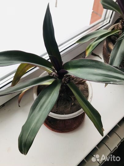 Комнатные цветы традесканция