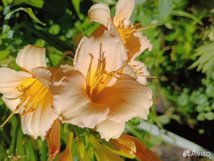 Лилейники сортовые