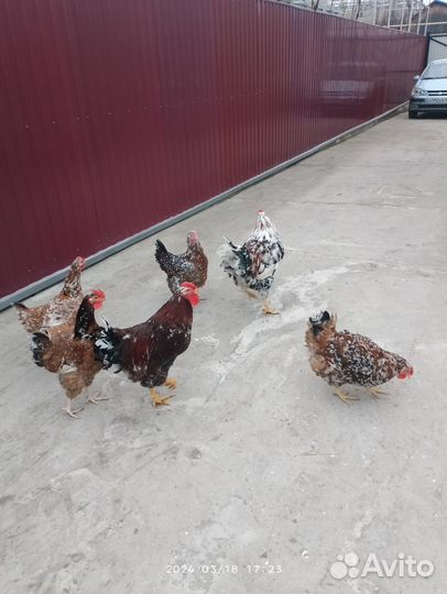 Инкубационное яйцо ливенских ситцевых кур