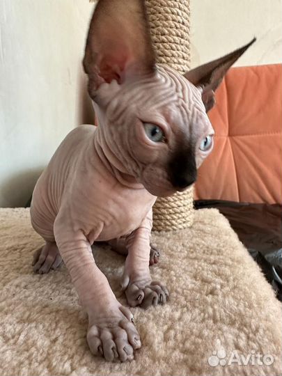 Милашки Сфинкс