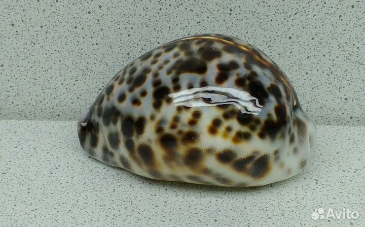Ципрея Тигрис Каури 6,6 морская ракушка раковина