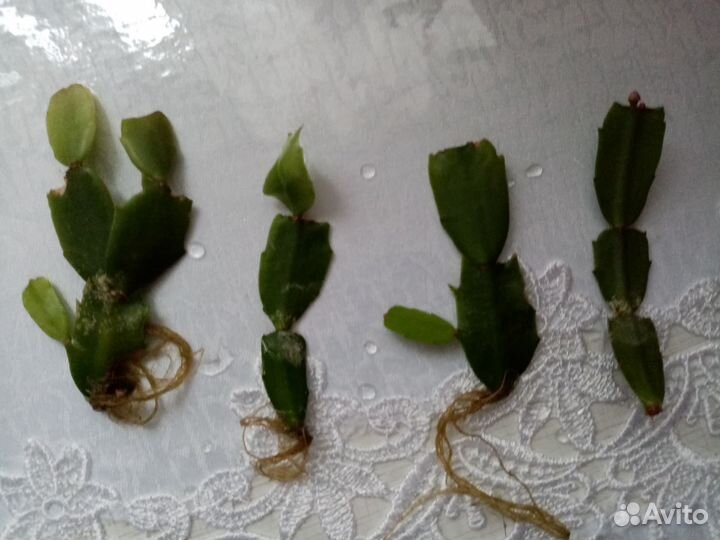 Декабрист - розовый