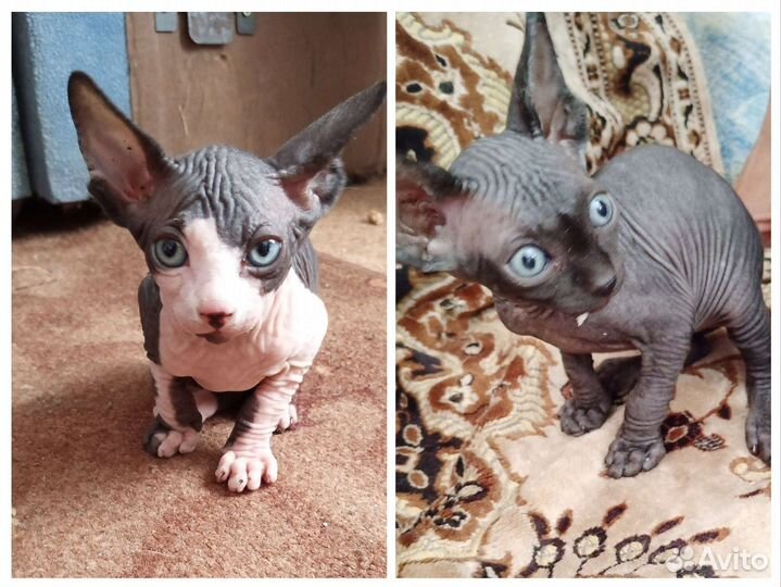 Канадский сфинкс