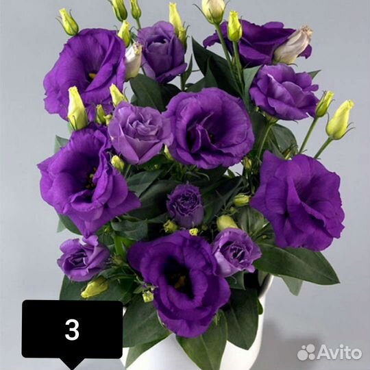 Эустома, семена от садовника