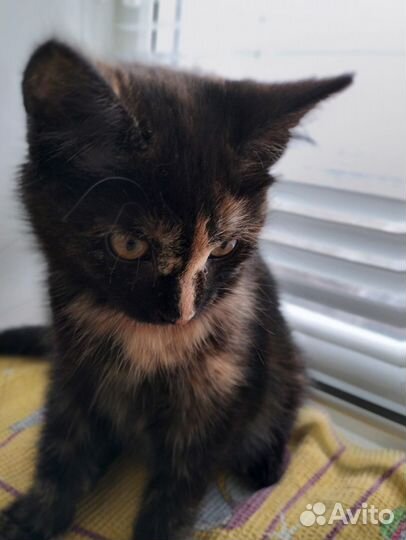 Котенок в добрые руки