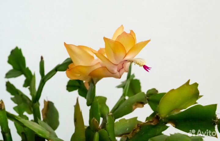 Декабристы (шлюмбергера)