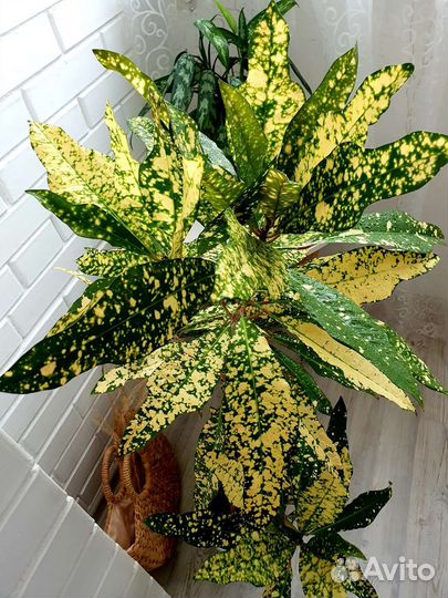 Кодиеум /Кротон Голден Сан