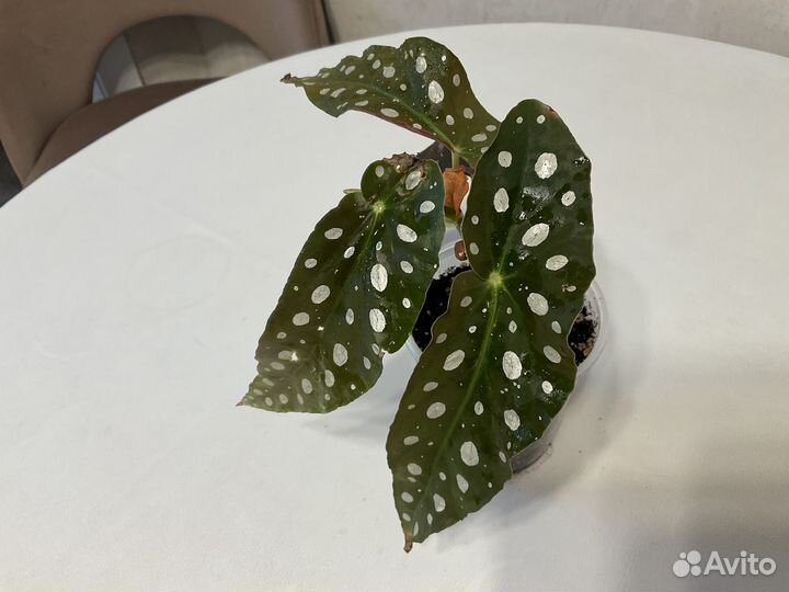 Бегония Макулата