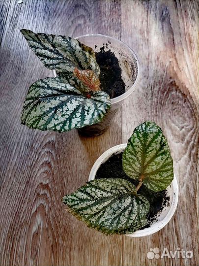 Комнатные растения