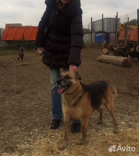 Собака бесплатно. Собака в добрые руки, в дар