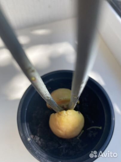 Авокадо дерево