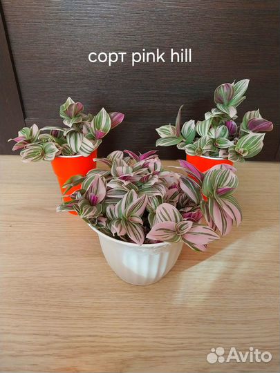 Традесканции сортовые