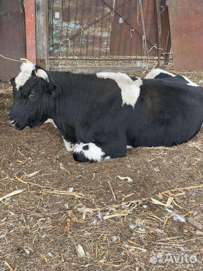 Бык и Теленок