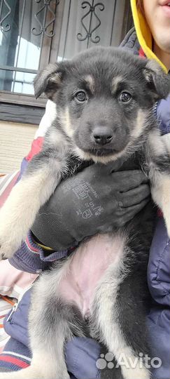 Щенок немецкой овчарки