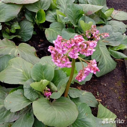 Рассада цветов