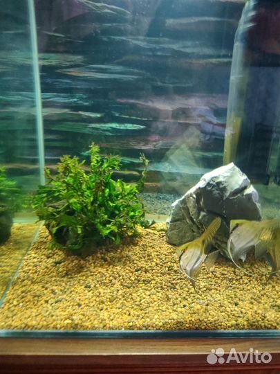 Аквариум