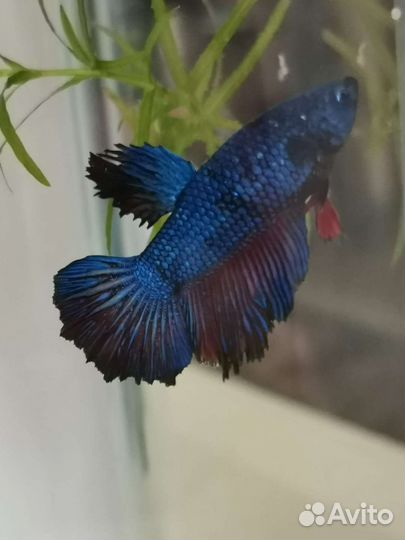 Рыбка петушок