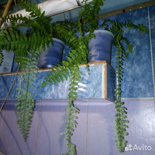 Папоротник миниатюрный