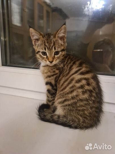 Котенок