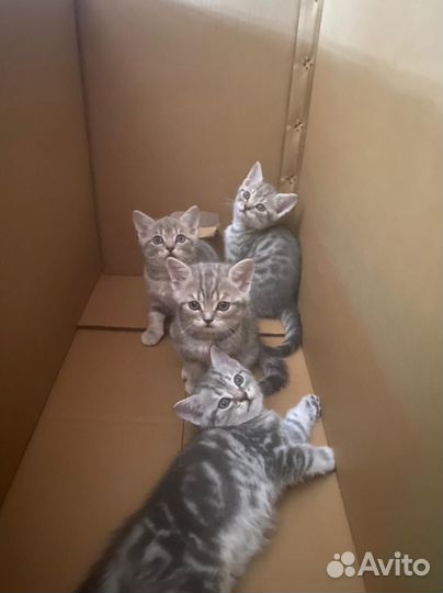 Шотландские котята