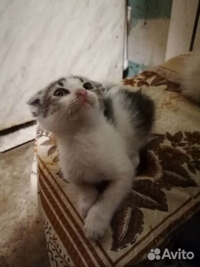 Вислоухий котёнок бесплатно