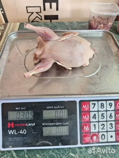 Перепела суточные